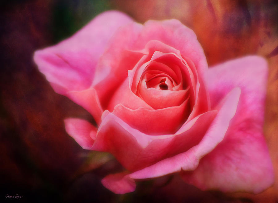 Rustic Pink Rose Photograph by Anna Louise
