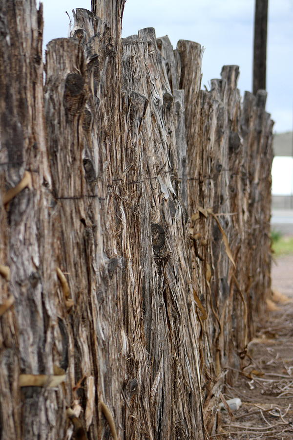 Rustic Raw Wood Log and Leather Fence at Cove Creek Fort Utah Photograph Photograph by Colleen Cornelius