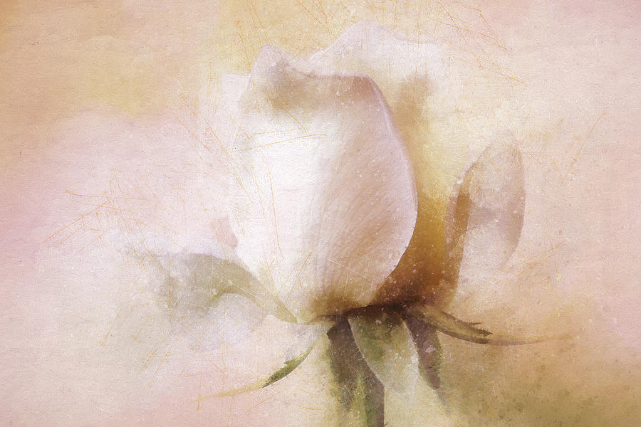 Rustic Rose Digital Art by Terry Davis