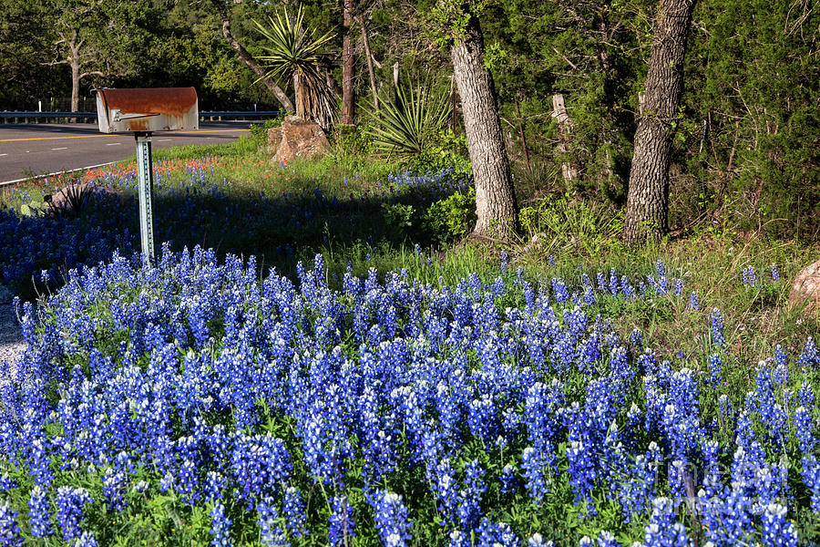 Rural Scene Photograph - Rustic rural mailbox surrounded by Texas Bluebonnet wildflowers by Dan Herron