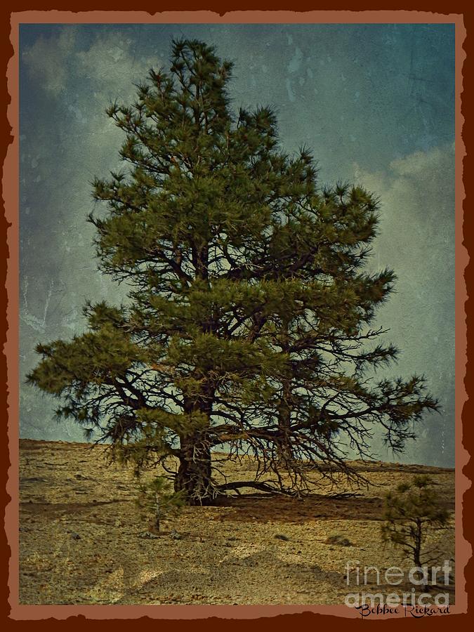 Tree Photograph - Rustic Strength  by Bobbee Rickard