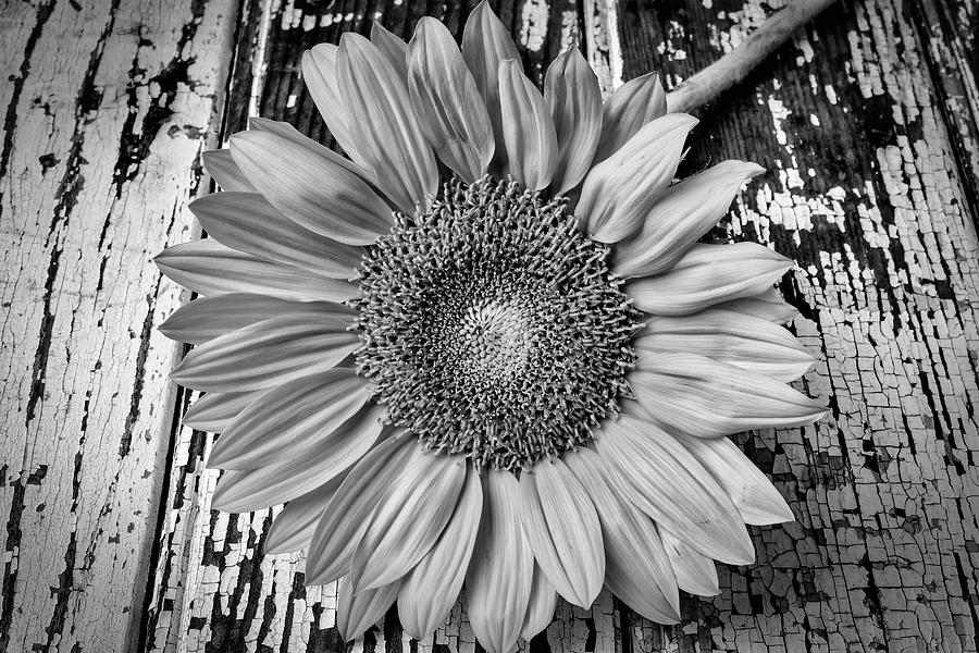 Rustic Sunflower Photograph by Garry Gay