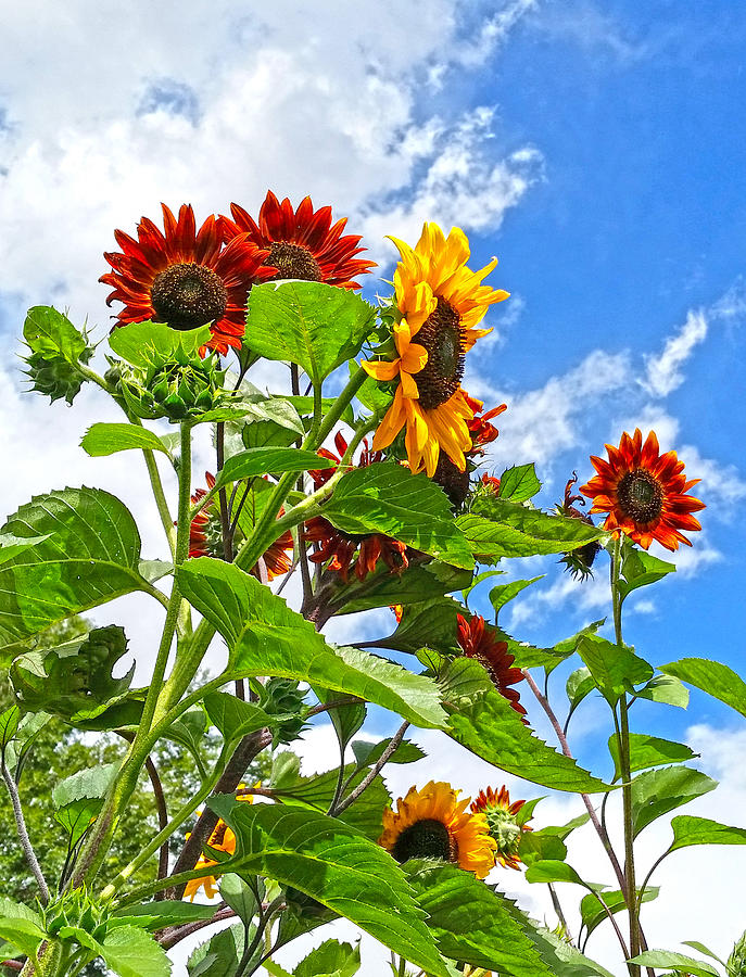 Sunflowers Photograph - Rustic Sunflowers by Amanda Smith