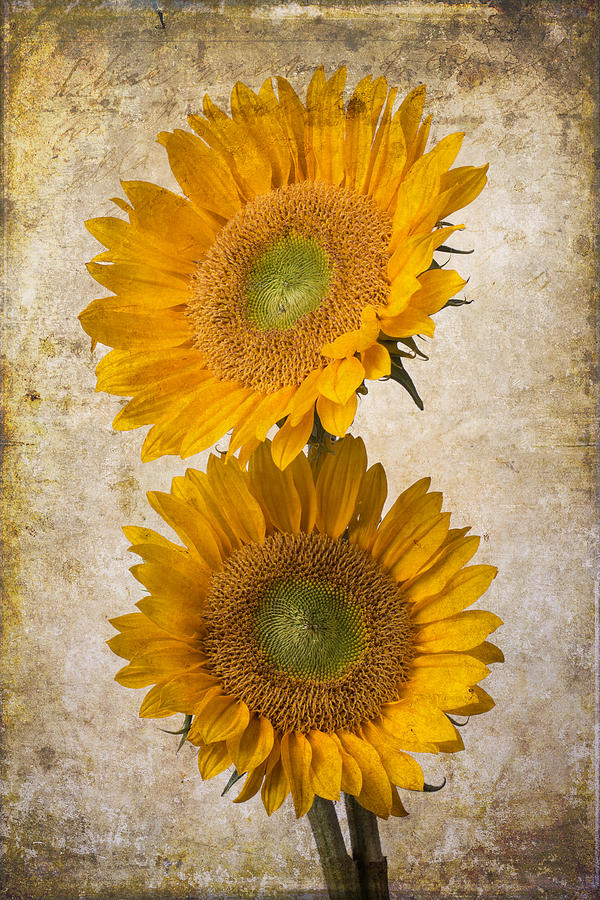 Rustic Sunflowers Photograph by Garry Gay