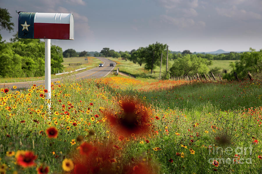 Landscape Photograph - Rustic Texas flag mailbox surrounded by colorful wildflowers, Te by Dan Herron