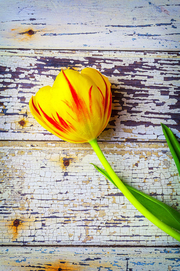 Rustic Tulip Photograph by Garry Gay