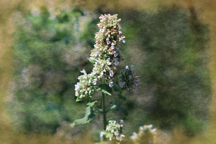 Rustic Weathered Calliste Green Wild Mint  Photograph by Colleen Cornelius