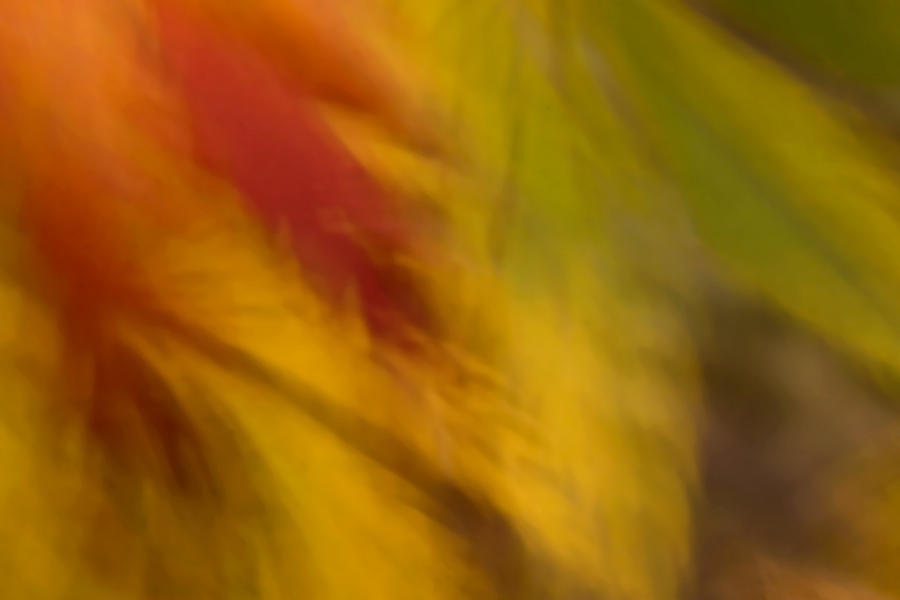 Abstract Photograph - Rustling Leaves by Margaret Denny