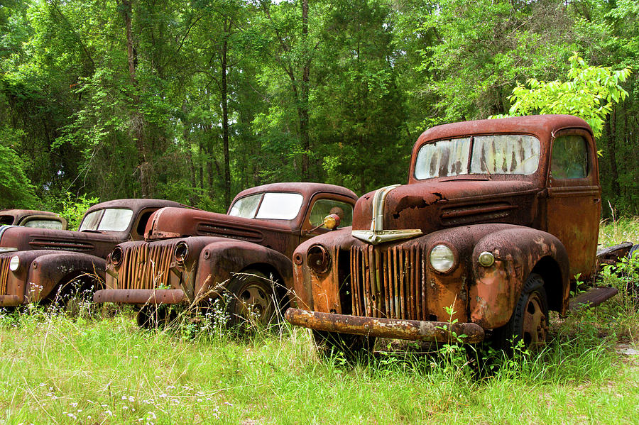 Rusty and His Pals Photograph by Noel Baebler - Fine Art America