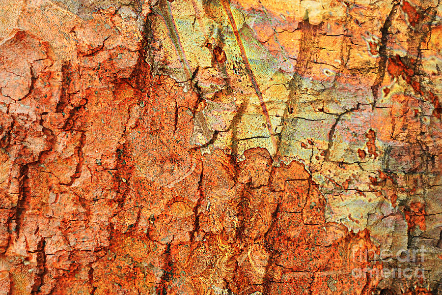 Abstract Photograph - Rusty Bark Abstract by Carol Groenen