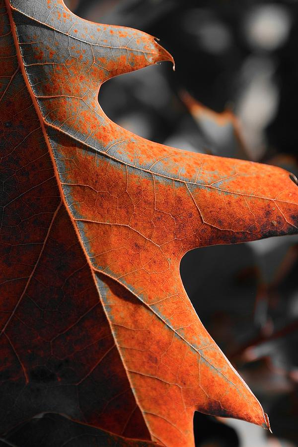 Rusty Cougar Leaf Photograph