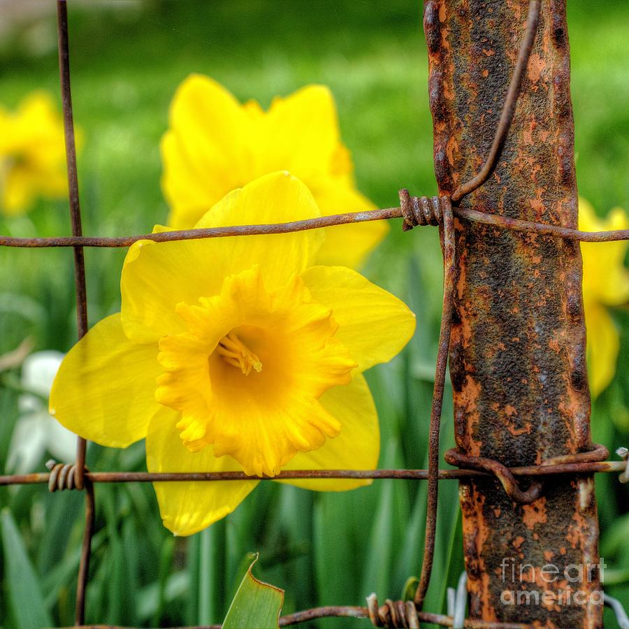 Rusty Daffodil  Photograph by Roxie Crouch