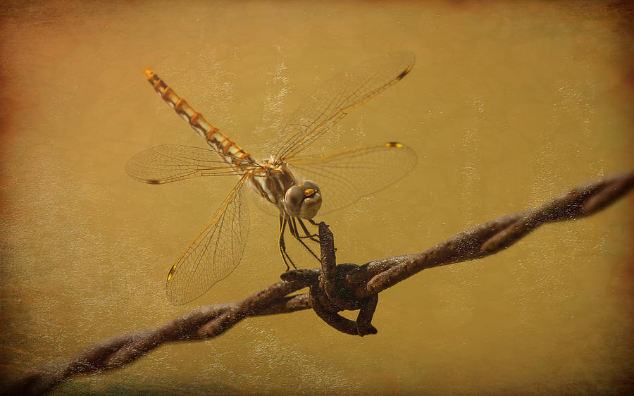 Rusty Dragonfly  Photograph by Vicki Stansbury