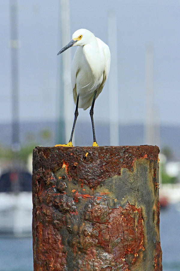 Rusty Egret Photograph by Shoal Hollingsworth