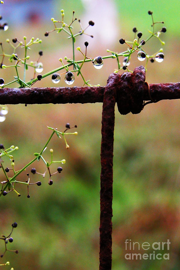 Rusty Fence  and Raindrops Photograph by Thomas R Fletcher