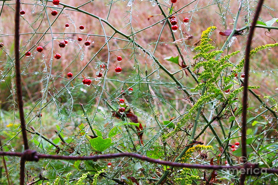 Rusty Fence Red Berries and Raindrops Photograph by Thomas R Fletcher