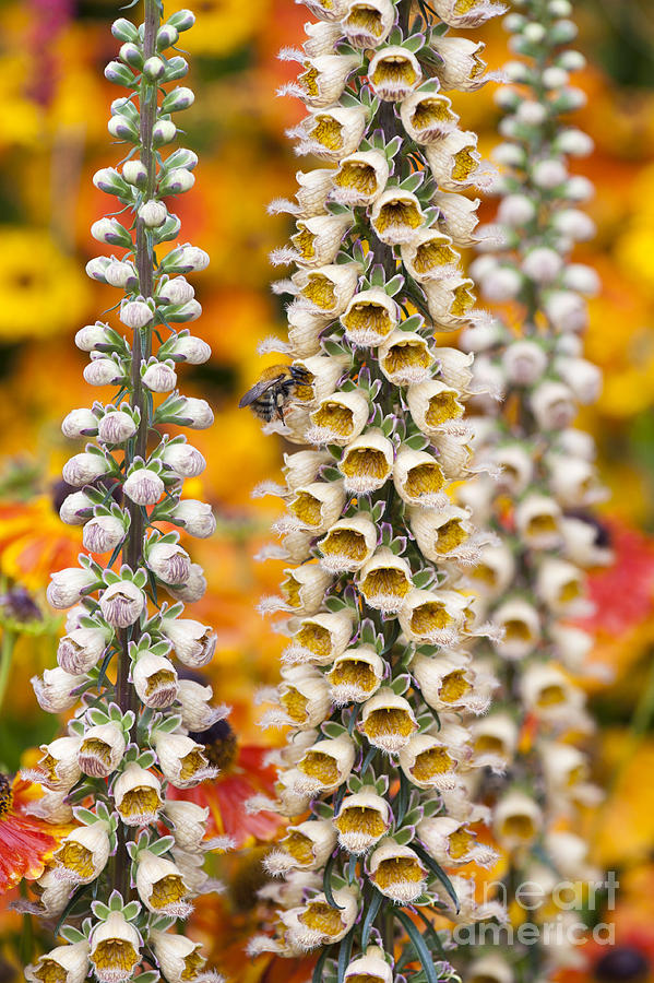 Flower Photograph - Rusty Foxgloves by Tim Gainey