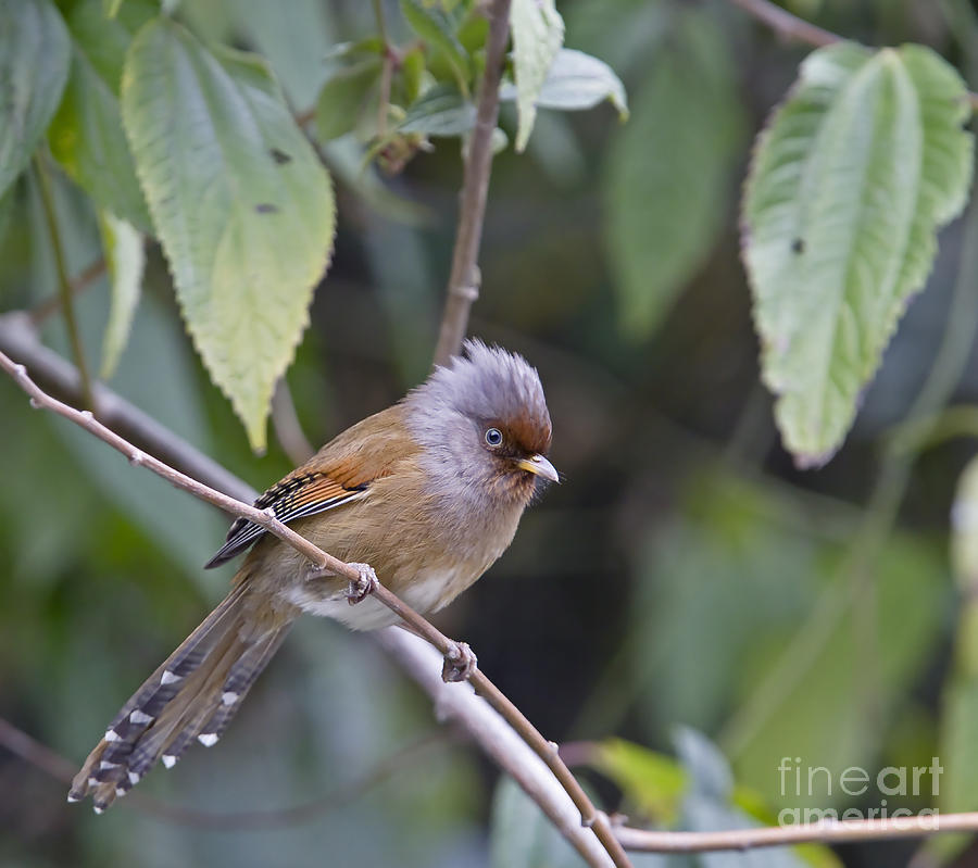 Rusty-fronted Barwing Photograph by Harri Taavetti/FLPA - Fine Art