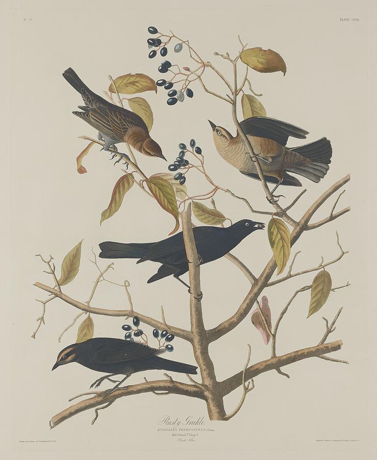 Rusty Grackle Drawing by Dreyer Wildlife Print Collections 