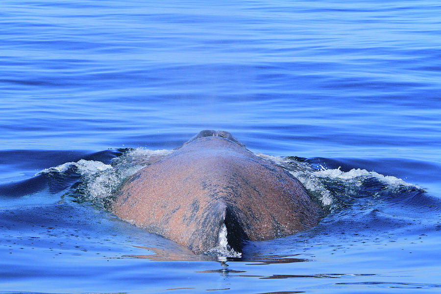 Rusty Humpback Photograph by Shoal Hollingsworth