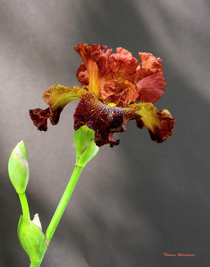 Rusty Iris-#002 Photograph by Thomas Whitehurst