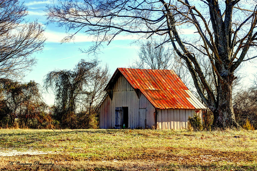 175 - Rusty Oak Grove Shed Photograph by Angela Comperry