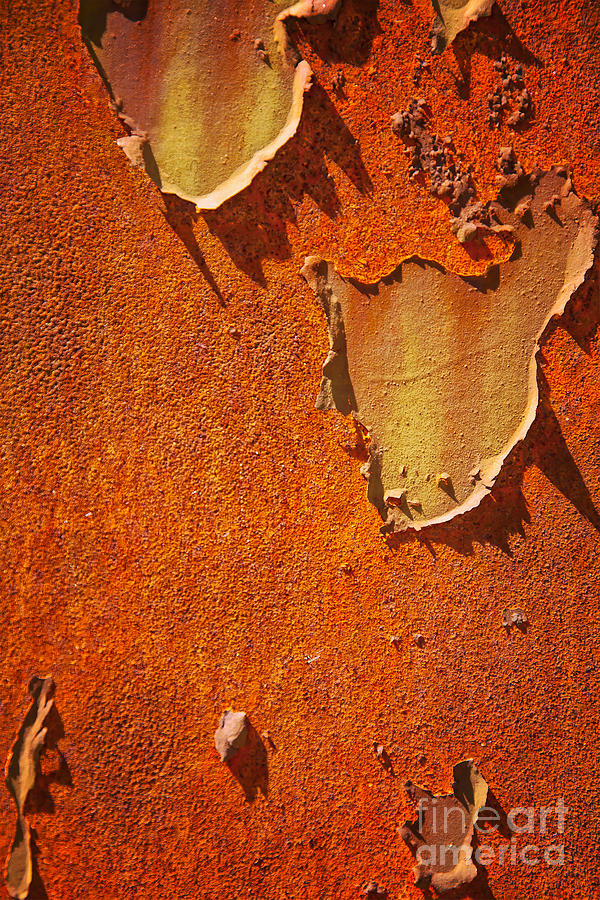 Abstract Photograph - Rusty old metal background by Sophie McAulay