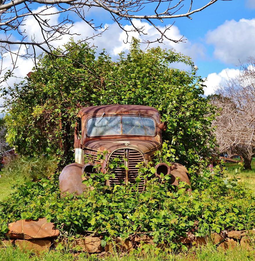 Rusty Old Truck Garden Art Photograph by Cherie Cokeley