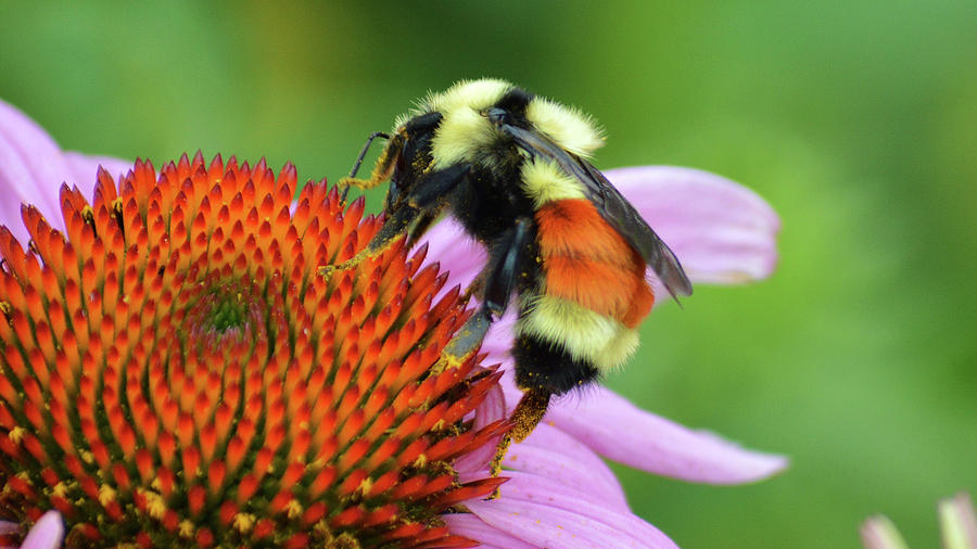 Rusty Patch Bumblebee Photograph by Tracie Fernandez | Fine Art America