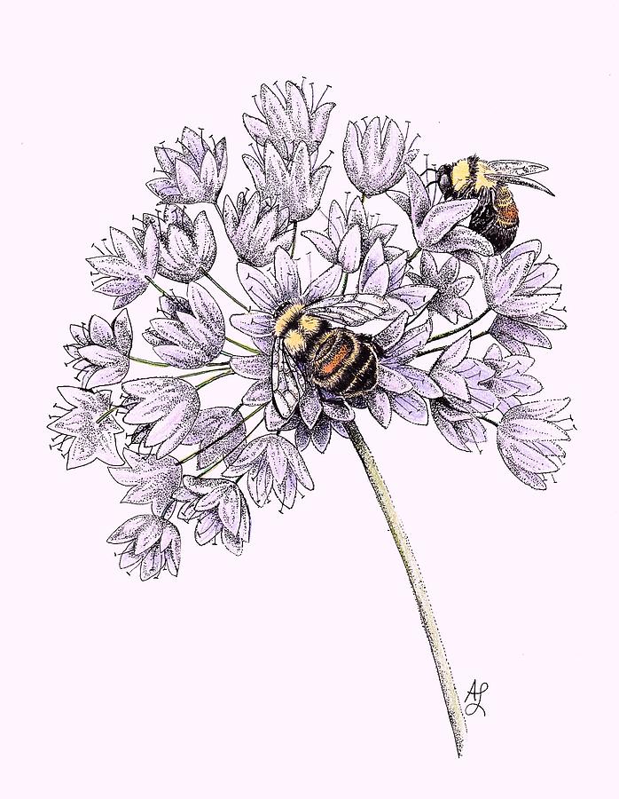 Nature Drawing - Rusty Patched Bumble Bee by Angie Lilienthal