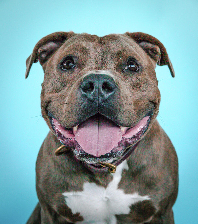 Dog Photograph - Rusty by Pit Bull Headshots by Headshots Melrose