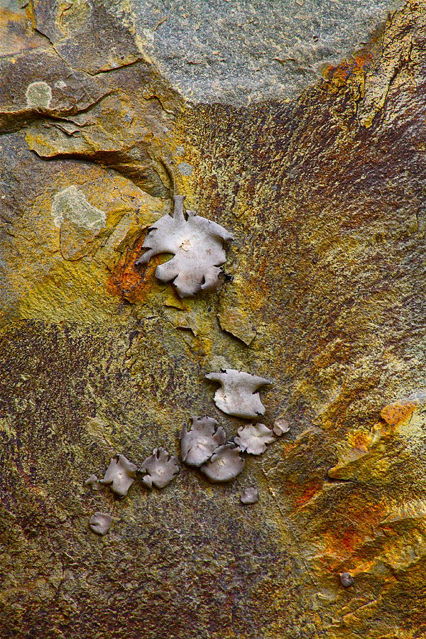 Rusty Red Peridotite with Lichen Photograph by Karon Melillo DeVega