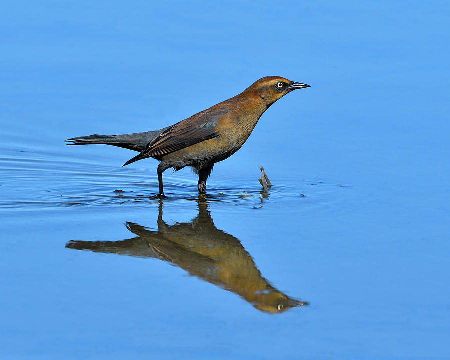 Rusty Reflection Photograph by Tony Beck