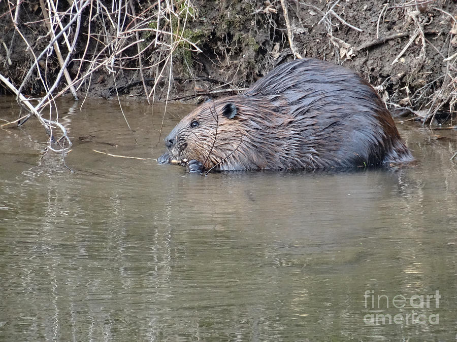 Rusty the Beaver-5 Photograph by Christopher Plummer
