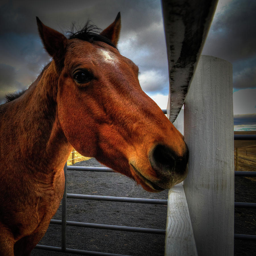 Rusty the Gelding Photograph by David Patterson