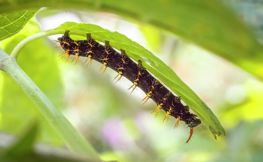 Rusty Tipped Page Larva Jardin Botanico del Quindio Colombia Photograph by Adam Rainoff