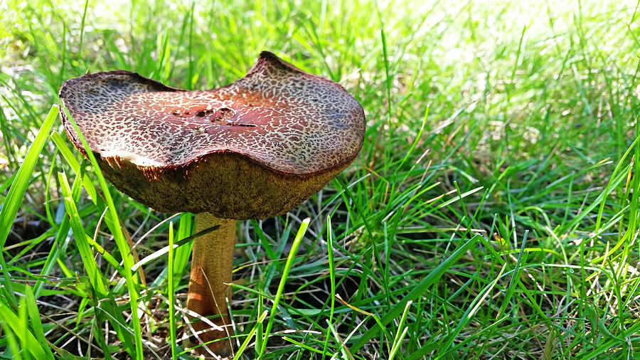 Mushroom Photograph - Rusty Toadstool by Iryna Goodall