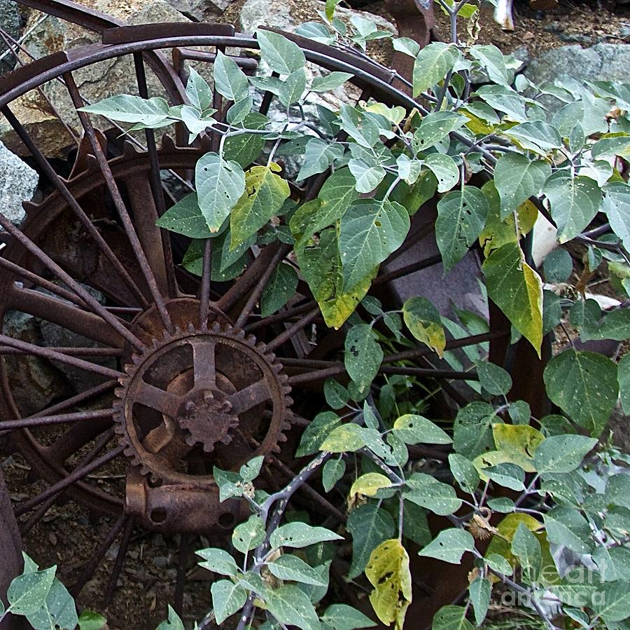 Rusty Wheel Photograph by Anthony Jones