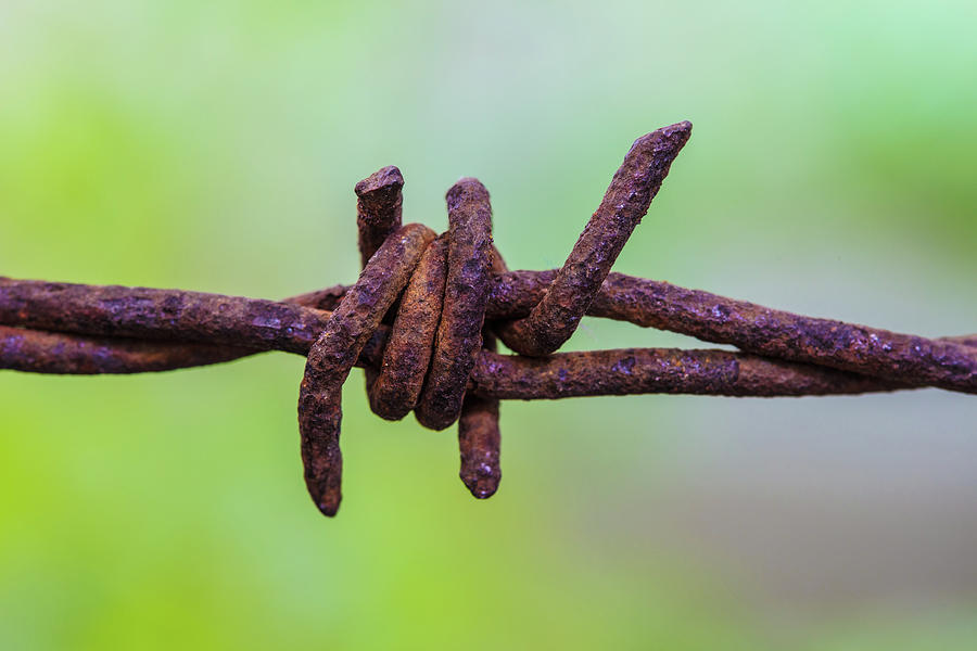 Rusty Wire Photograph by Keith Hawley