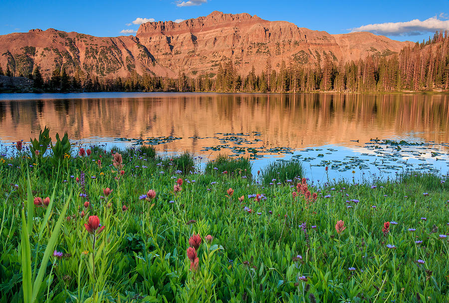 Ruth Lake Summer Flowers Photograph by Gina Gardner - Fine Art America