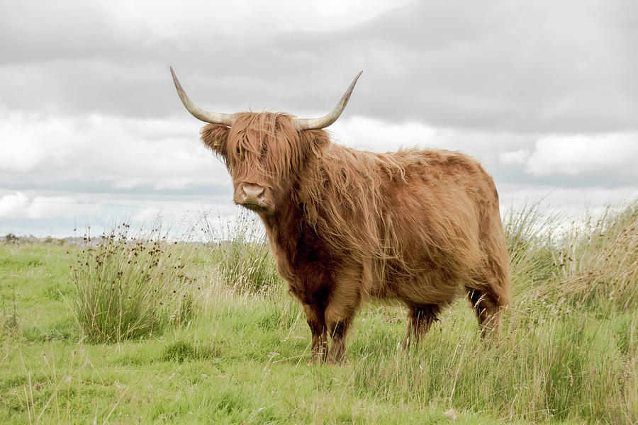 Ruth the cow Photograph by Lesley Smith | Pixels