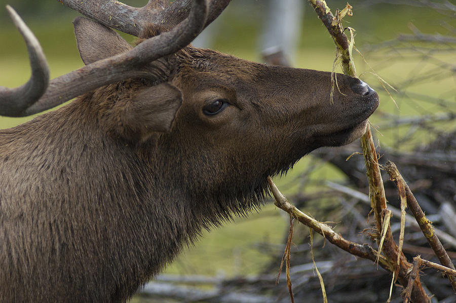 Rutting Bull Elk 2 Photograph by David Drew