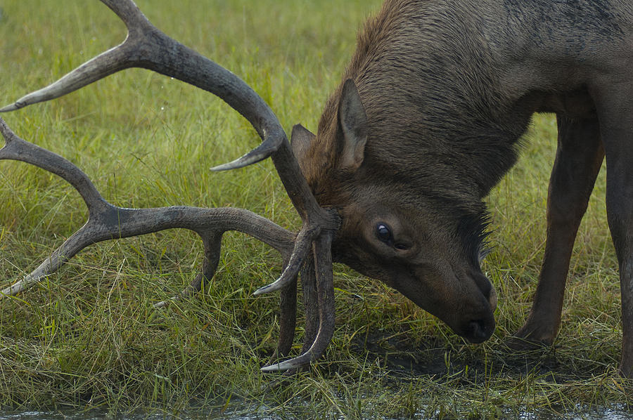 Rutting Bull Elk 3 Photograph by David Drew