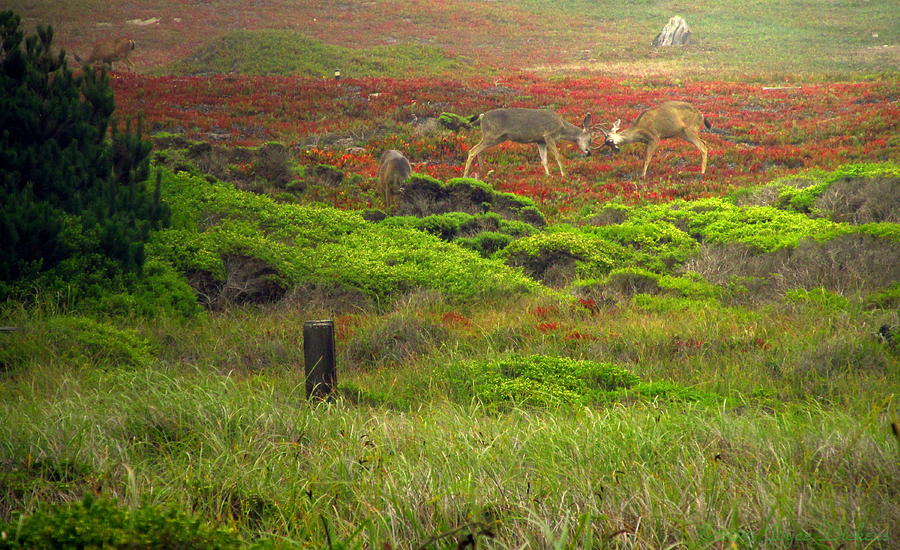 Rutting Deer Of Pacific Grove CA Photograph by Joyce Dickens