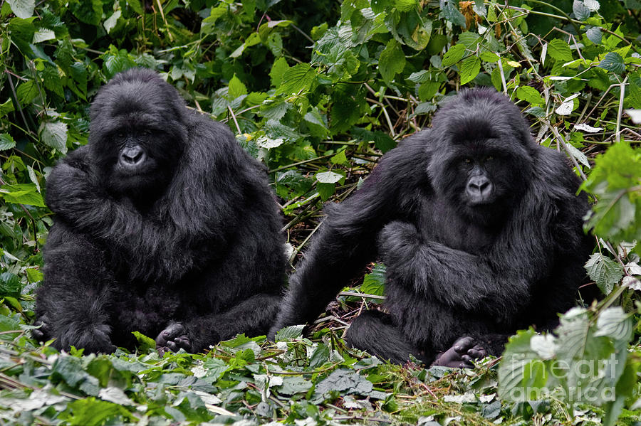 Animal Photograph - Rwanda_d170 by Craig Lovell