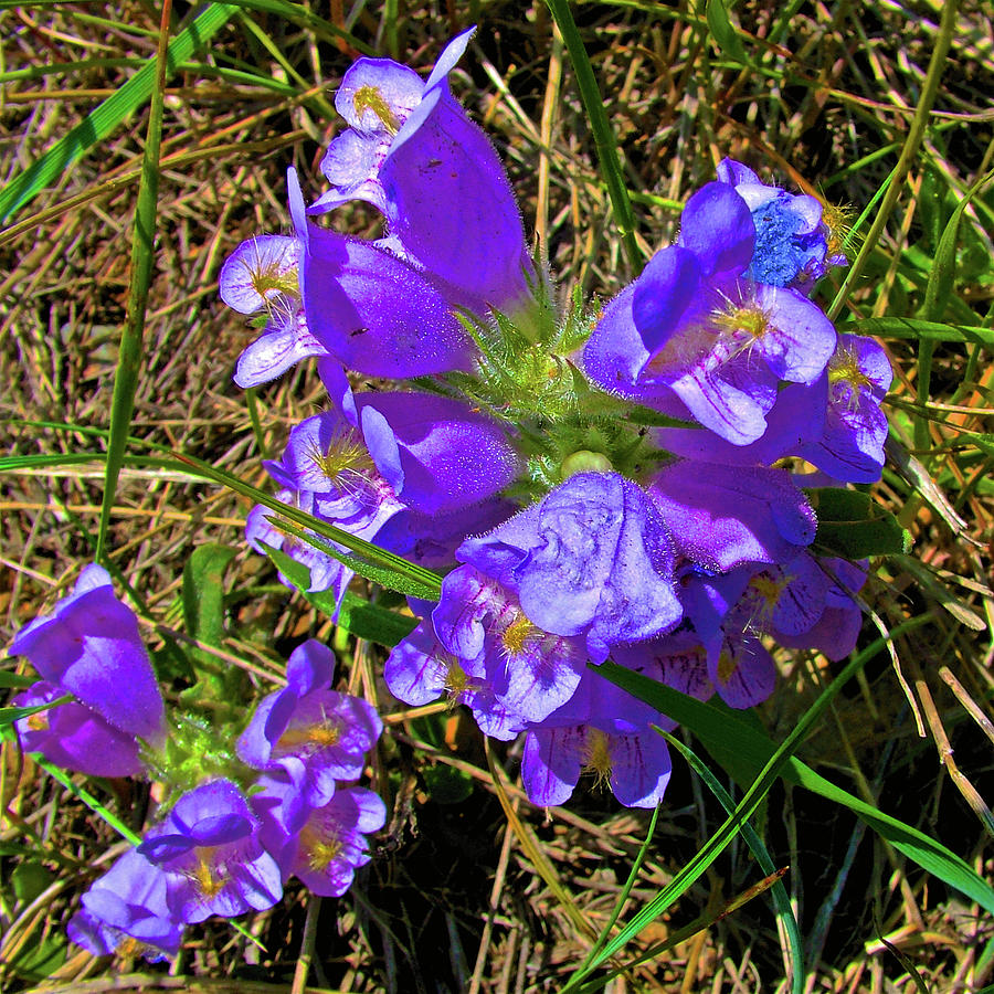 Rydbergs Penstemon in Wagonhound Rest Area off Interstate 80, Wyoming Photograph by Ruth Hager