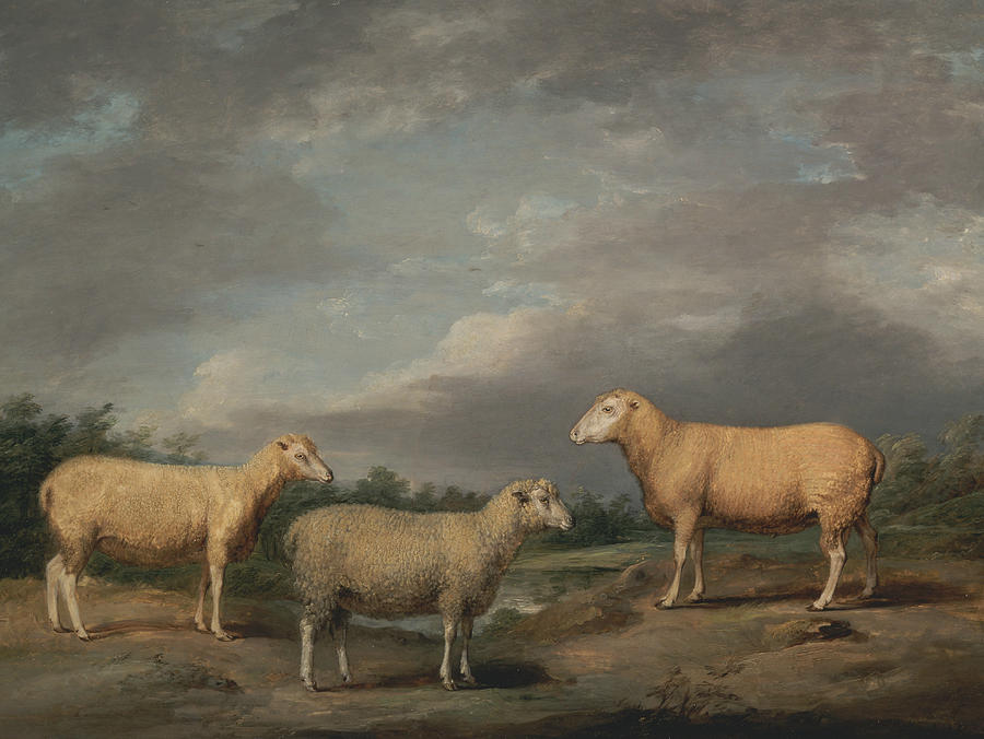 James Ward Painting - Ryelands Sheep, the Kings Ram, the Kings Ewe and Lord Somervilles Wether by James Ward
