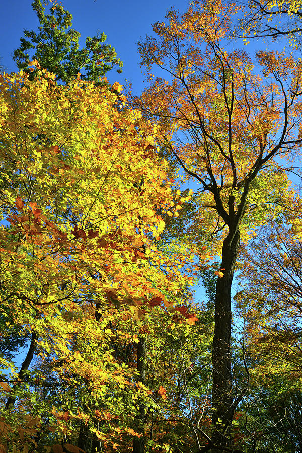 Ryerson Woods Maples Photograph by Ray Mathis