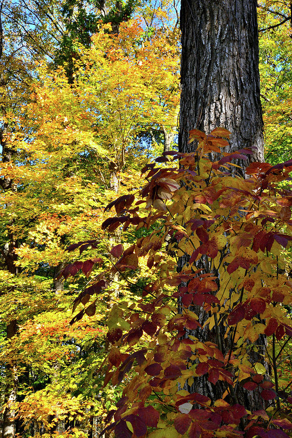 Ryserson Woods Fall Colors Photograph by Ray Mathis