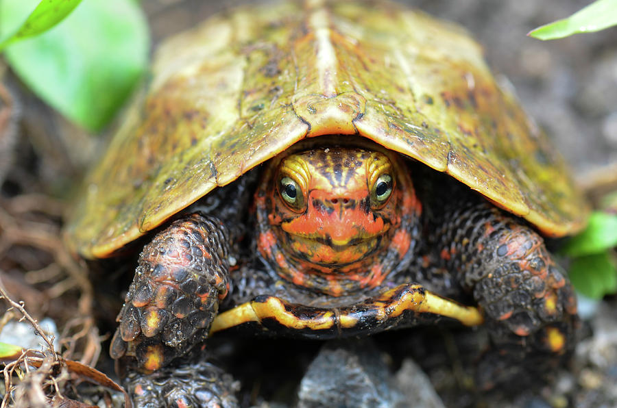 Ryukyu Black breasted leaf turtle Photograph by Shawn Miller - Fine Art